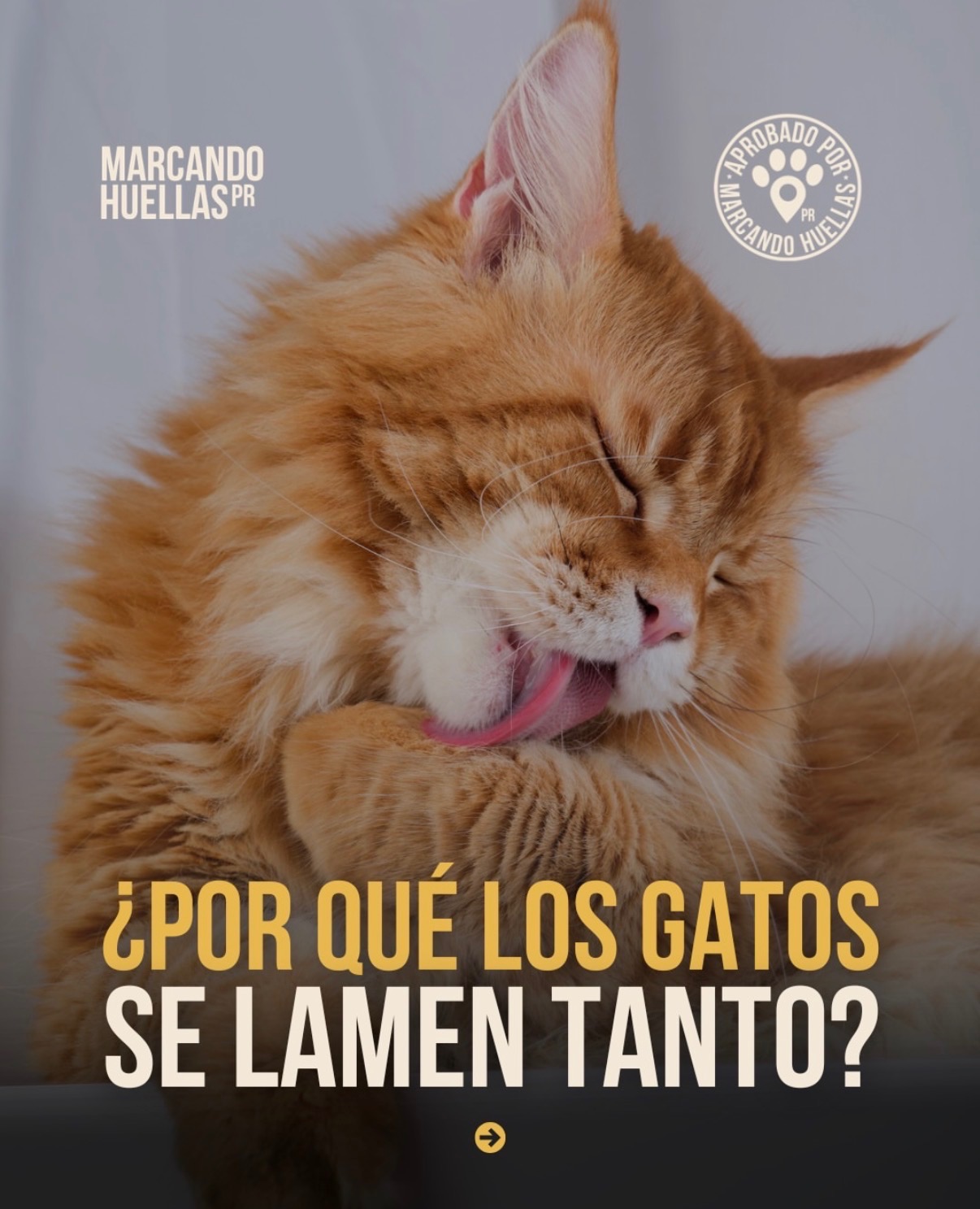 ¿Por qué los gatos se lamen tanto?