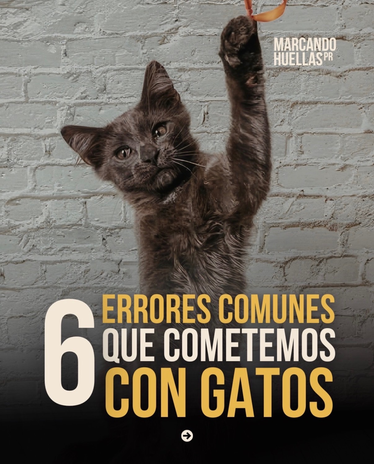 6 errores comunes que cometemos con gatos